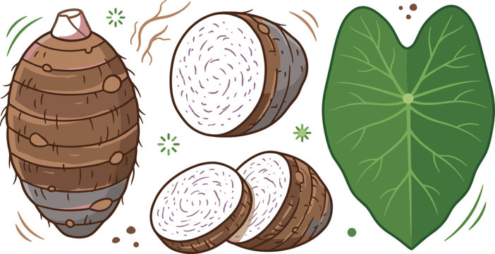 Fresh raw taro root whole and sliced pieces with green leaf botanical collection vector cartoon graphic illustration set