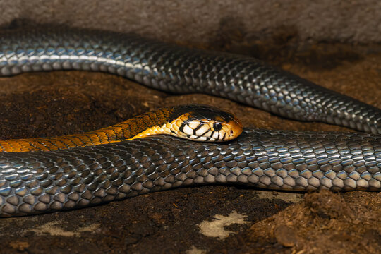 The forest cobra (Naja melanoleuca),also known as the black cobra or the black and white lipped cobra, a portrait of a large African cobra.