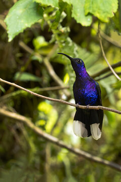 The violet sabrewing (Campylopterus hemileucurus), a large purple hummingbird perched in a dense green bush.