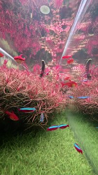 Onate aquarium with neon tetra and other fresh water tropical fish swimming lively in habitat with abundant foliage. A serene and tranquil sight experience.