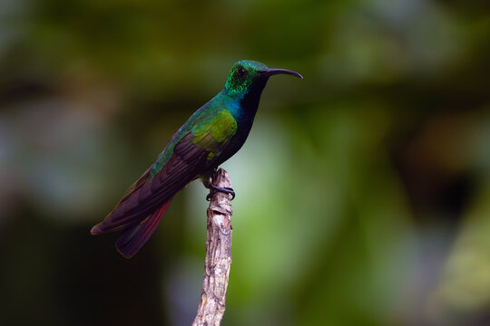 Green-breasted mango or Prevost's mango (Anthracothorax prevostii) adult male sitting on branch. Sitting hummingbird with green background.