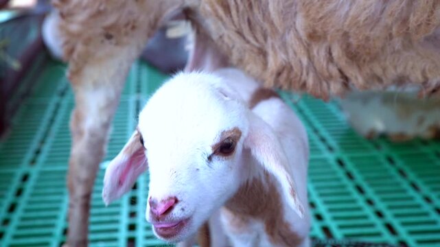 Healthy sheep and lamb in a farm. Healthy sheep and lambs together on a farm, representing livestock, animal husbandry, rural farming, and sustainable agriculture.