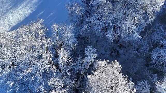 Snowy Trees and Country Road Aerial