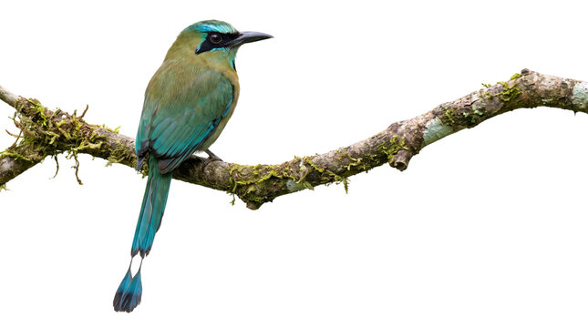 Turquoise-browed motmot perched on a mossy branch, colorful tropical bird isolated on white background, exotic wildlife photography for nature design
