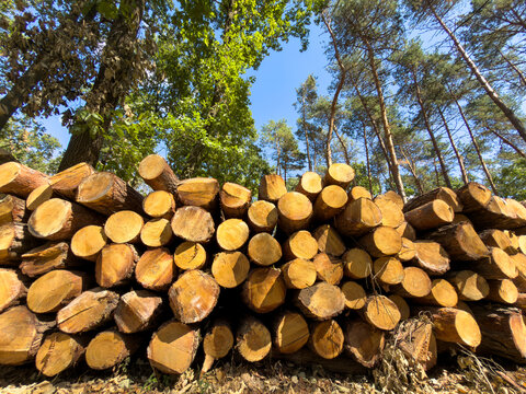 Horizontal stack of logs in sunny forest. Cut pine trunks lie arranged horizontally on ground in bright woodland area.