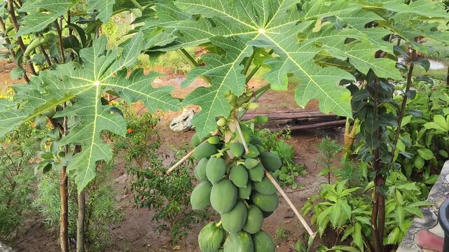 Fresh and Exotic papayas growing on a tropical tree in natural sunlight in a farmhouse in India 