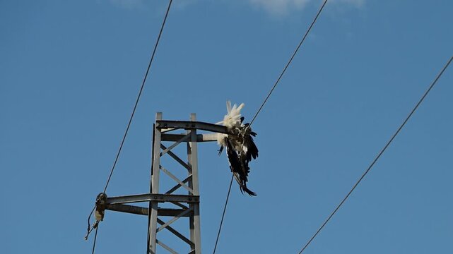 The carcass of an electrocuted white stork hangs entangled in high-voltage power lines atop a utility pole against a clear blue sky.
