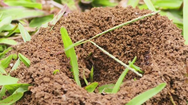 A series of detailed frames capturing the intricate process of an anthill being built by a colony of ants in a grassy outdoor environment.