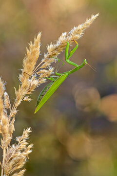 European mantis (Mantis religiosa) climbing up a dry grass ear, vertical portrait. Green praying mantis on a golden background, nature macro photography.