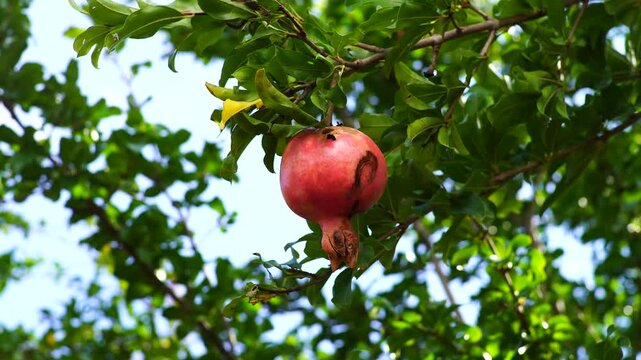 Single Ripe Red Pomegranate Fruit with Blemishes Hanging from a Green Tree Branch