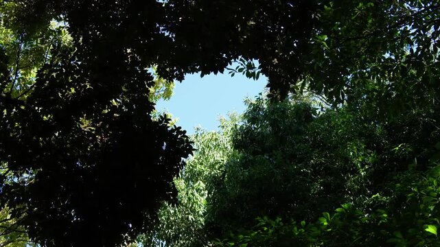 豊かな木々の隙間から覗く澄み渡る青空と輝く緑
