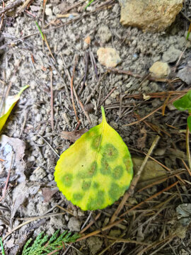 Yellow patterned leaf fallen on the dry ground