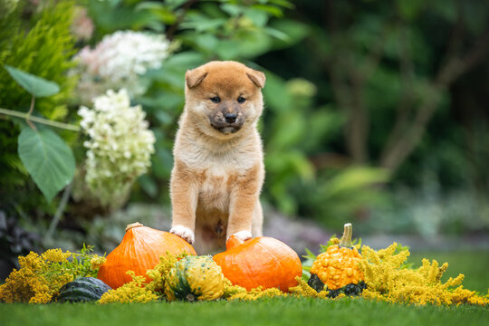 cute shiba inu puppy portrait outdoors with pumpkins