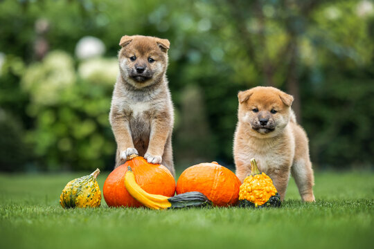 two cute shiba inu puppies posing with pumpkins outdoors