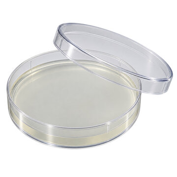 Sterile Plastic Laboratory Petri Dish with Nutrient Agar on Transparent Background PNG