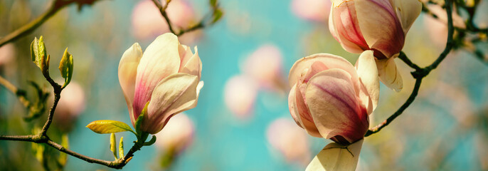 Blossoming magnolia flowers. Springtime. Natural vintage flowers background © vvvita