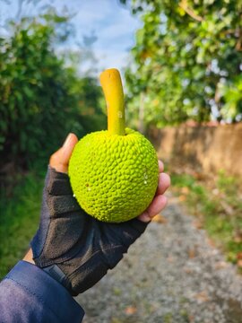Hand holding a fresh green breadfruit with stem, tropical fruit, outdoor setting, sunny day