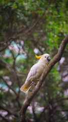 A Sulphur-crested cockatoo (Cacatua galerita) perched on a tree branch amid dense foliage in Hong Kong Zoological and Botanical gardens. Central, Hong Kong © MarieXMartin