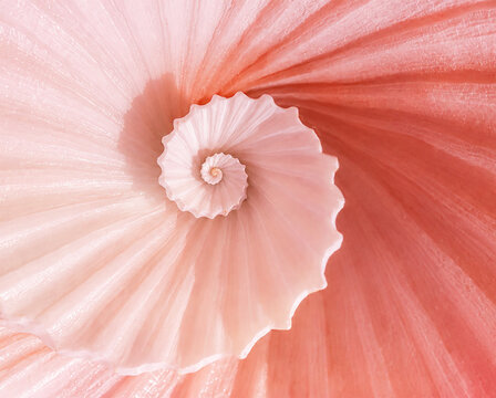 Fibonacci spiral pattern inside natural pink seashell macro view.