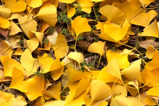 地面を埋め尽くす黄金色のイチョウの落ち葉