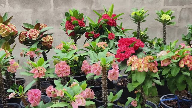 Euphorbia milii flowers in garden. beautiful nature.