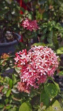Pink ixora flowers blooming with green leaves garden
