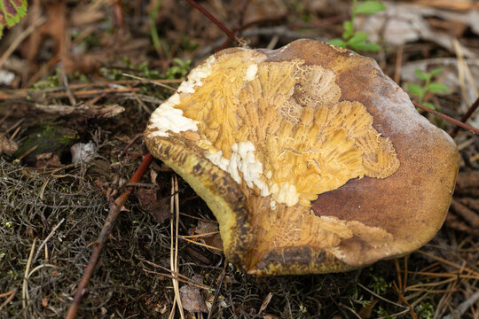 A porcini mushroom with a distinctive cap texture and a complex spore-bearing surface, showing teeth marks from rodents that fed on it.