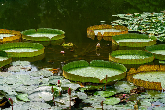 The leaves of king lotus and water lily cover the surface of the pond together
