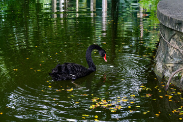 Black swans swim in the green water next to the stone shore with their heads lowered © Steve