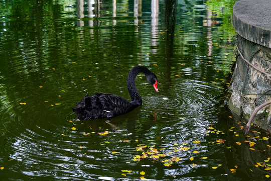 Black swans swim in the green water next to the stone shore with their heads lowered