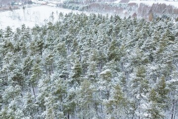 Snow-laden trees in a peaceful forest © AlexGo