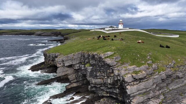 Cows at St Johns Point in County Donegal - Ireland