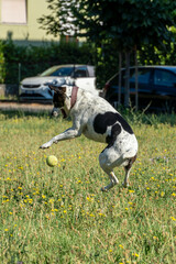 cane © Paolo