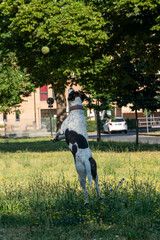 cane © Paolo