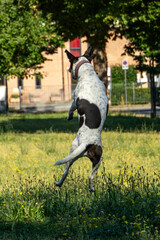 cane © Paolo
