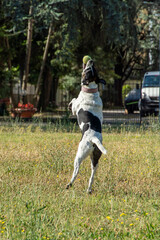 cane © Paolo