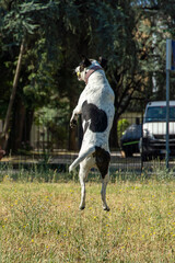 cane © Paolo