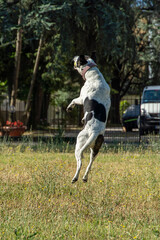 cane © Paolo