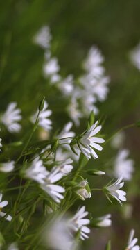 White field chickweed flowers swaying in the wind