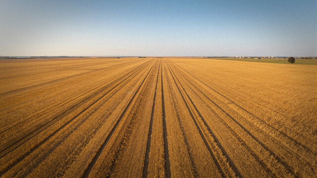  flaxseed field with golden rows stretching toward a soft, hazy horizon under clear blue skies