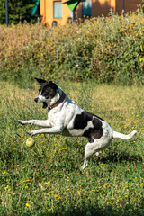 cane © Paolo