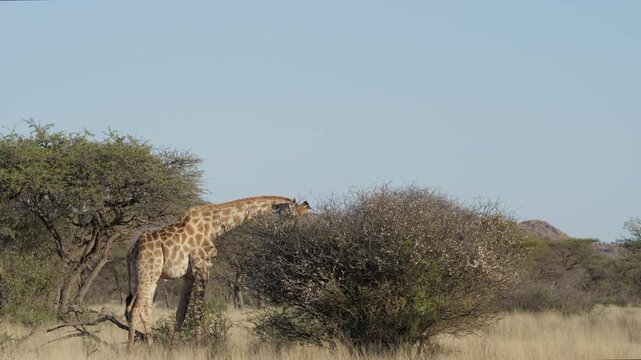 South African giraffe, aka Cape giraffe (Giraffa giraffa[ or Giraffa camelopardalis giraffa) in natural Kalahari-Nama Karoo transition habitat near Kimberley, Northern Cape, South Africa.