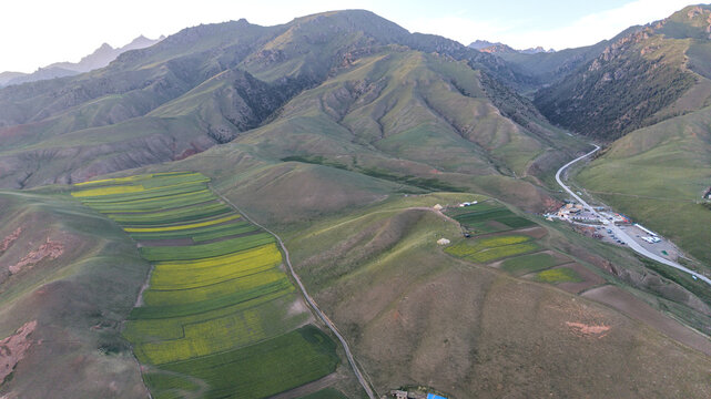 Aerial view of rapeseed fields and mountains at Zhuoer Mountain, Qilian County, Qinghai
