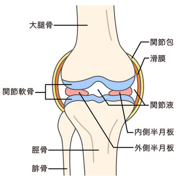 膝関節のしくみ　半月板　滑膜　変形性膝関節症