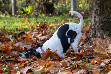 cane © Paolo