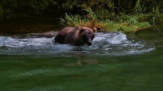 Brown bear wading through shallow river water near green forest edge