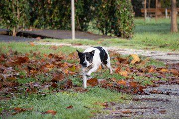 cane © Paolo