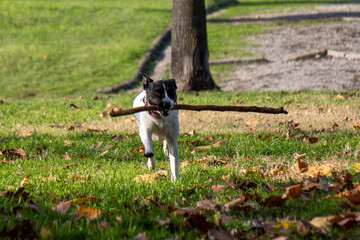 cane © Paolo