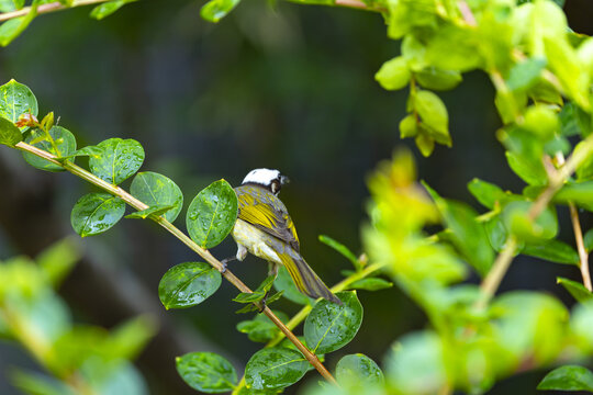 Sparrow Resting Among Dewy Green Leaves Spring Summer Travel Atmosphere