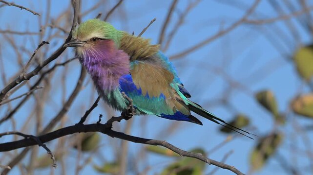 Lilac breasted roller in early morning light perched on branch in Botswana